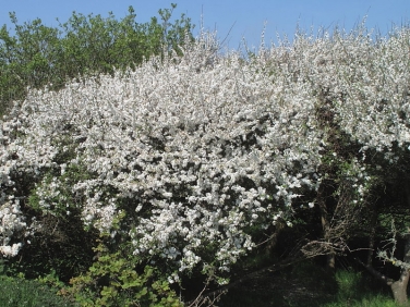 Blackthorn (Prunus spinosa)