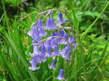 Bluebell (Hyacinthoides non-scripta)