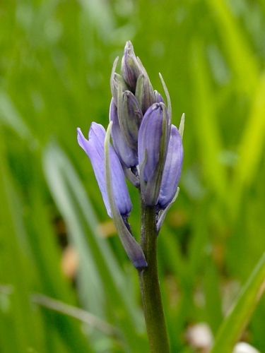 Bluebell (Hyacinthoides non-scripta)