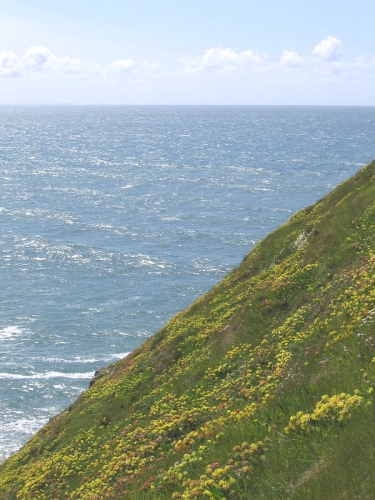 Cornish coastal wild flowers