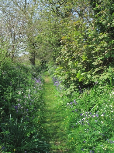 Cornish hedgerow in spring