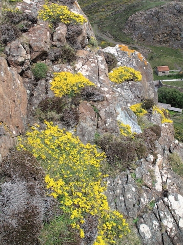 Hairy Greenweed (Genista pilosa)