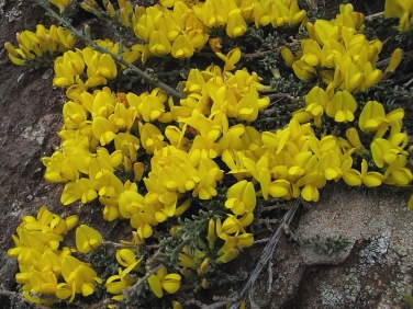 Hairy Greenweed (Genista pilosa)