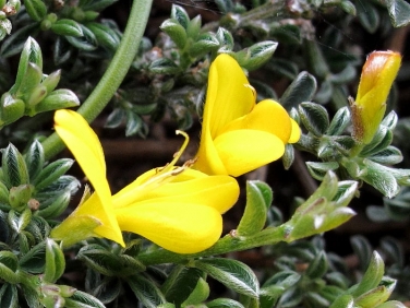Hairy Greenweed (Genista pilosa)