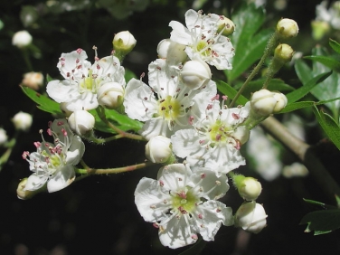 Hawthorn (Crataegus monogyna)