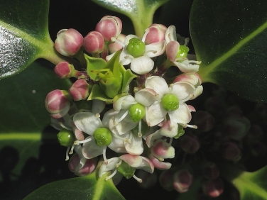 Holly (Ilex aquifolium) - female flowers