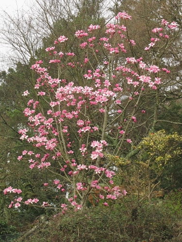 Magnolia
