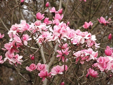 Magnolia