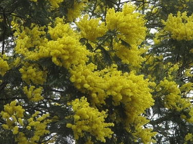 Mimosa (Acacia dealbata)