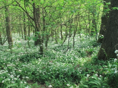 Ramsons or Wild Garlic (Allium ursinum)