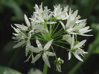 Ramsons or Wild Garlic (Allium ursinum)