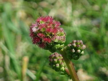 Salad Burnet (Sanguisorba minor subsp. minor) - showing female flowers