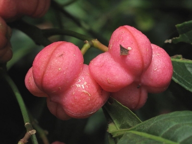 Spindle (Euonymus europaeus) - fruit