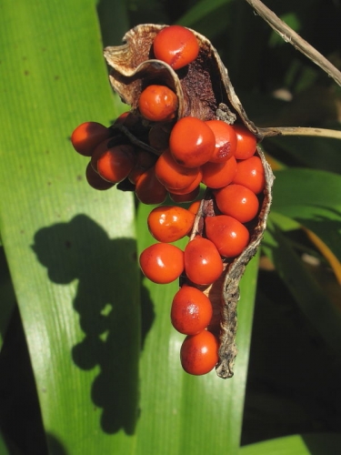 Stinking Iris (Iris foetidissima) - fruit