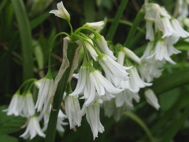 Three-cornered Garlic (Allium triquetrum)