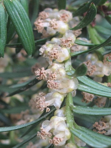 Yew (Taxus baccata) - male flowers