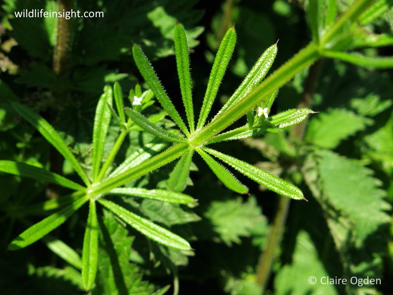 Cleavers or Goosegrass (Galium aparine) - leaf whorl © Claire Ogden