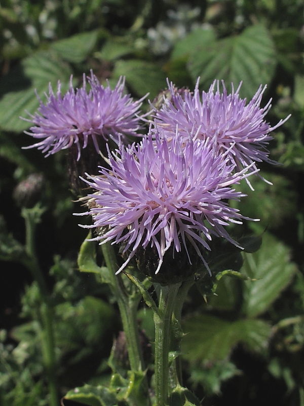 flowering heads of Creeping Thistle (Cirsium arvense) © Claire Ogden