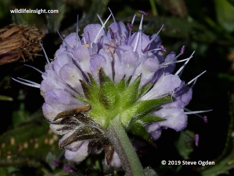 Devil's-bit Scabious (Succisa pratensis) showing calyx below flowerhead © Steve Ogden