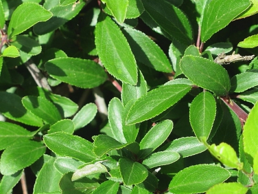 What's the difference between Blackthorn and Hawthorn? | Wildlife Insight