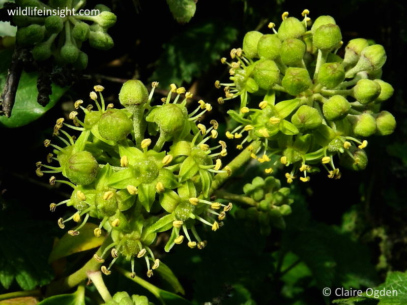 Ivy (Hedera helix) showing flowers and buds © Claire Ogden