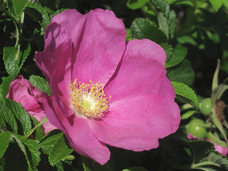 Japanese Rose (Rosa rugosa)