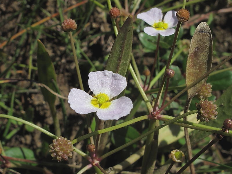 Lesser Water-plantain (Baldellia ranunculoides)