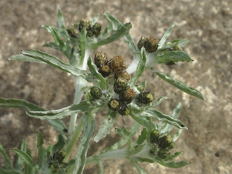 Marsh Cudweed (Gnaphalium uliginosum)