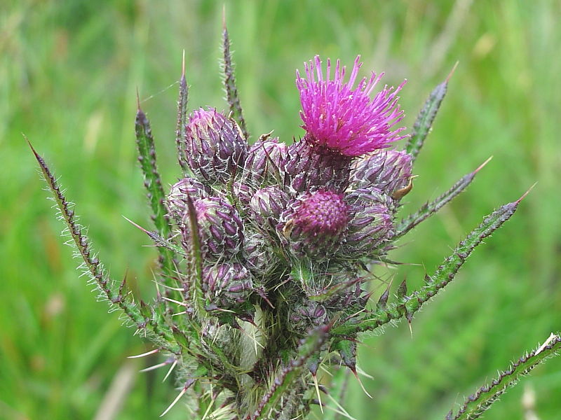 cluster of flowering heads of Marsh Thistle (Cirsium palustre) © Claire Ogden