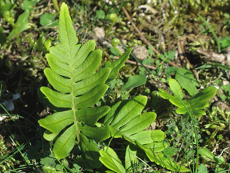 Polypody (Polypodium vulgare)
