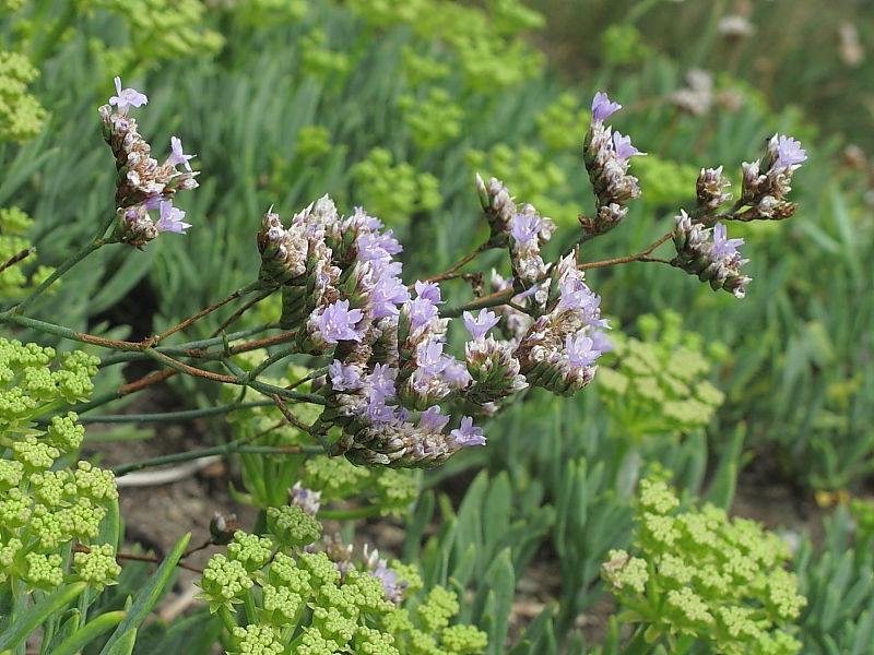 Rock Sea-lavender (Limonium binervosum agg.)