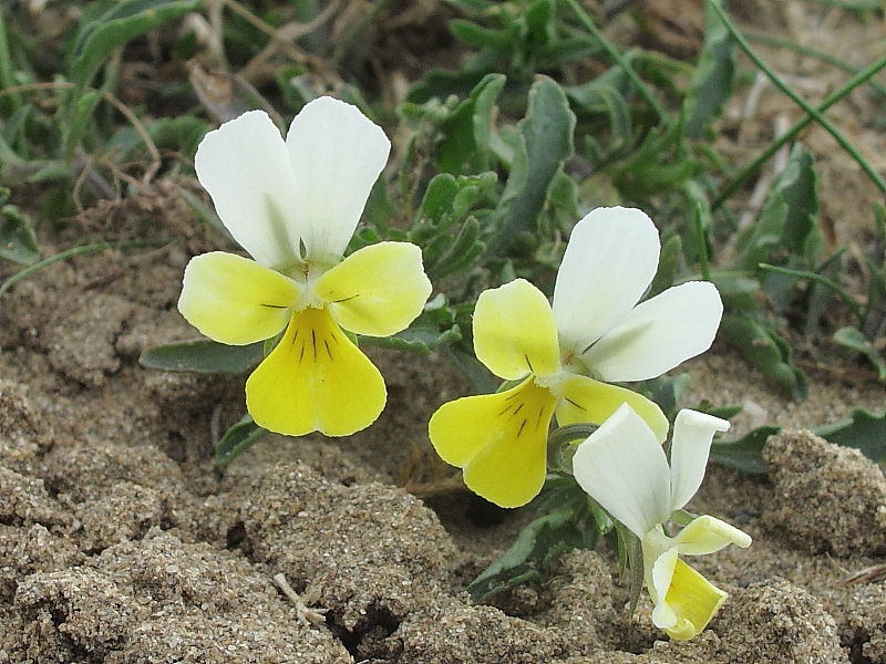 Sand Pansy or Wild Pansy (Viola tricolor subsp. curtisii) - yellow form