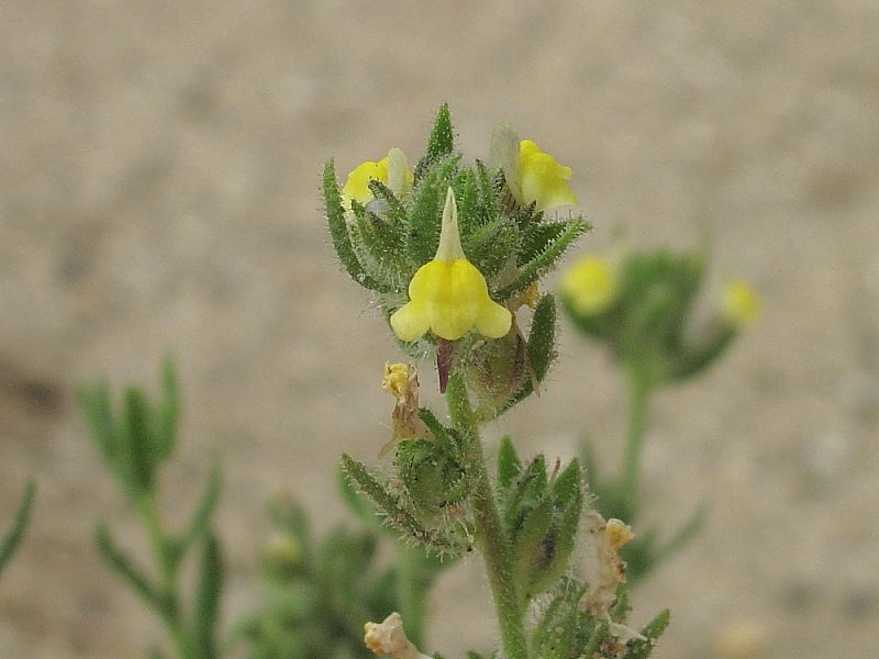Sand Toadflax or French Toadflax (Linaria arenaria)