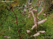 Tamarisk (Tamarix gallica)