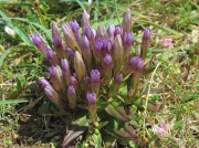 Autumn Gentian or Felwort (Gentianella amarella)