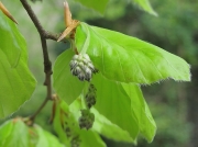 Beech