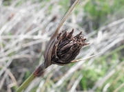 Black Bog-rush (Schoenus nigricans)