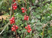 Black Bryony (Tamus communis) - fruit