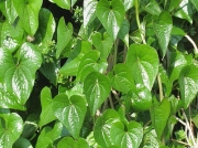 Black Bryony (Tamus communis) - leaves