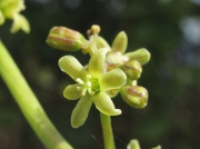 Black Bryony (Tamus communis) - male flowers