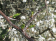 Blackthorn (Prunus spinosa) - twig