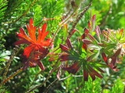 Bloody Crane's-bill (Geranium sanguineum) - leaf