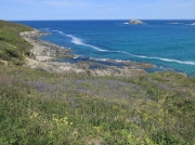 Bluebells near Crantock Beach, Newquay