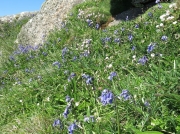 Bluebells on Cornish coast