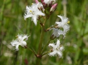 Bogbean (Menyanthes trifoliata)