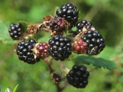 Bramble or Blackberry - fruit