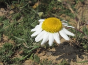 Chamomile (Chamaemelum nobile)