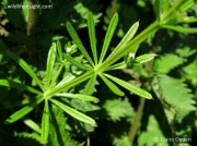 Cleavers or Goosegrass (Galium aparine) - leaf whorl