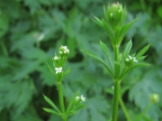Cleavers or Goosegrass (Galium aparine)