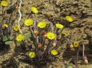Colt's-foot (Tussilago farfara)